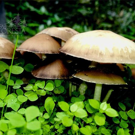Casa Da Floresta Covilhã Eksteriør billede